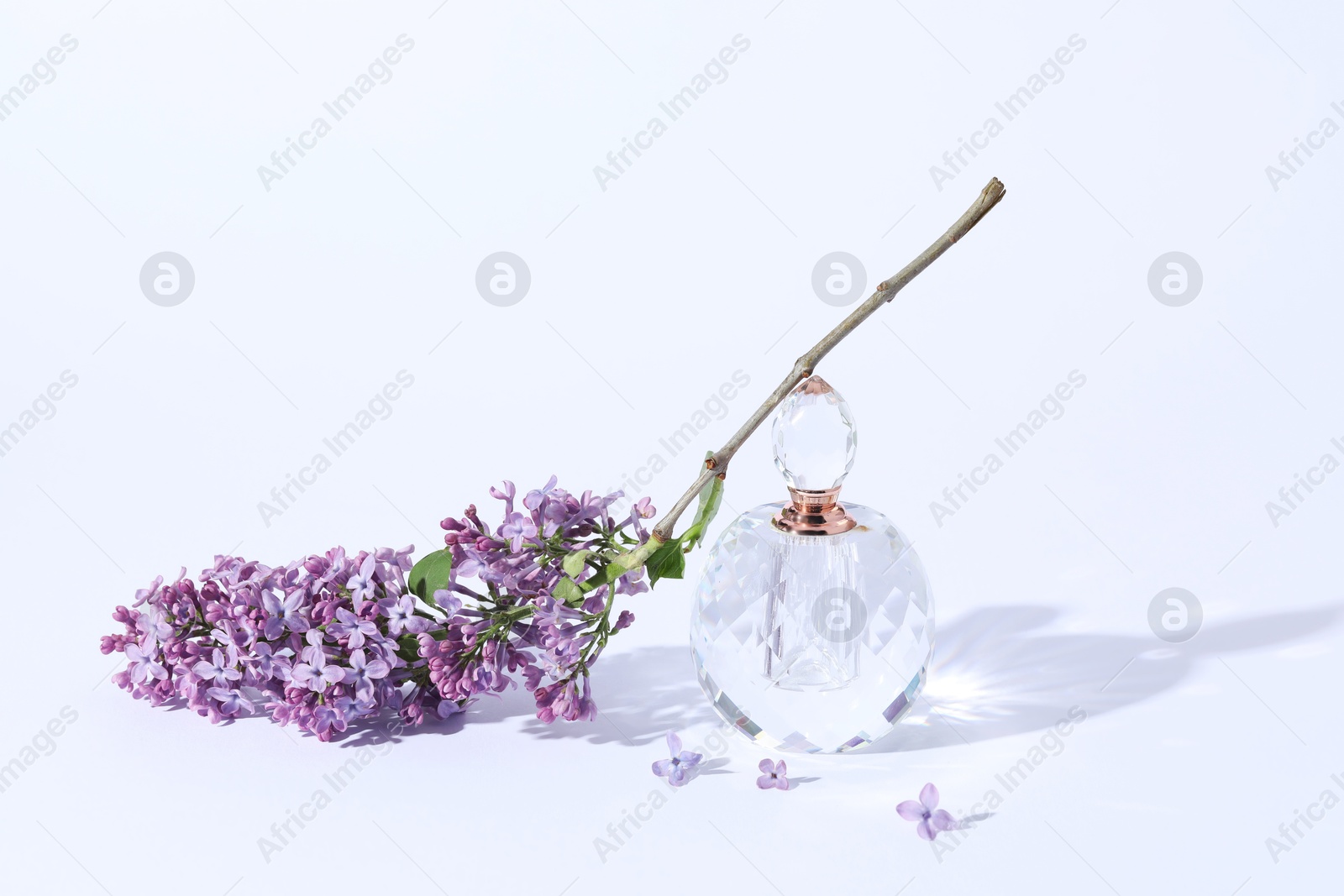 Perfume bottle and branch with lilac flowers on light grey background, closeup Photo of Perfume bottle and branch with lilac flowers on light grey background, closeup