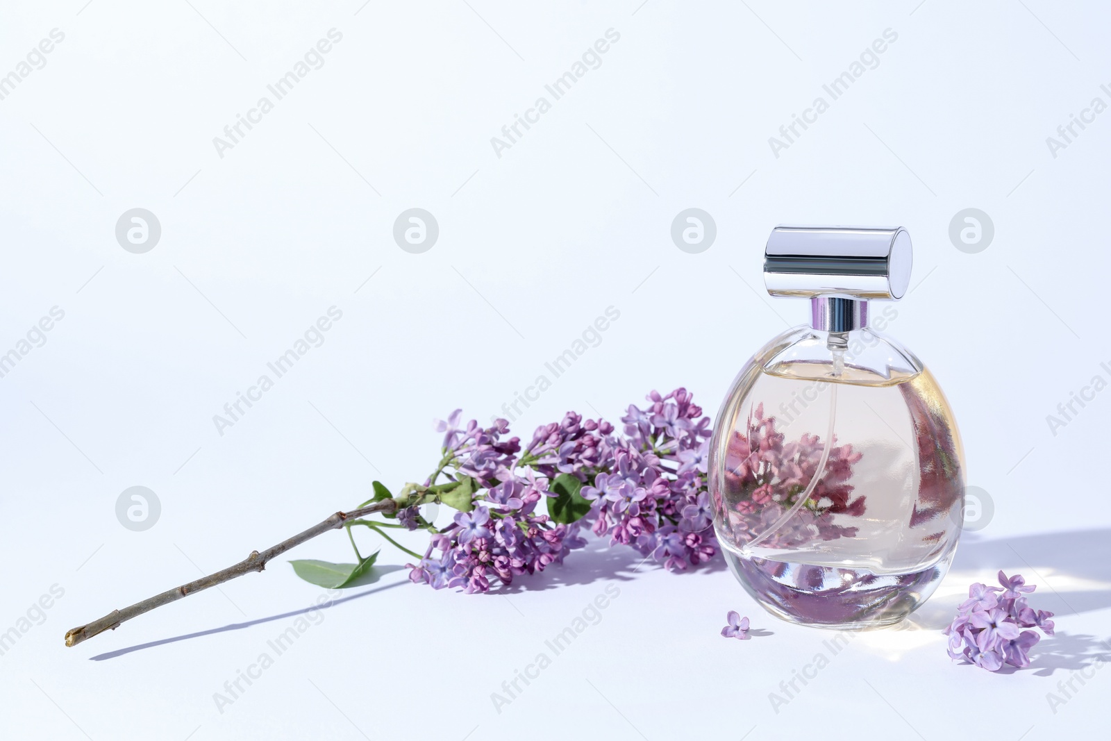 Perfume bottle and branch with lilac flowers on light grey background, closeup Photo of Perfume bottle and branch with lilac flowers on light grey background, closeup