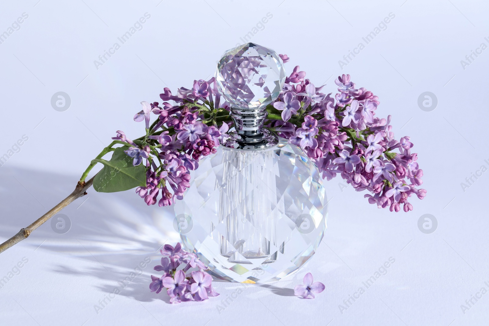 Perfume bottle and branch with lilac flowers on light grey background, closeup Photo of Perfume bottle and branch with lilac flowers on light grey background, closeup