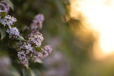 Photo of Lilac plant with beautiful flowers and green leaves growing outdoors in morning, selective focus. Space for text