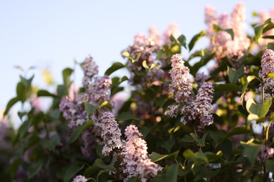 Photo of Lilac plant with beautiful flowers and green leaves growing outdoors