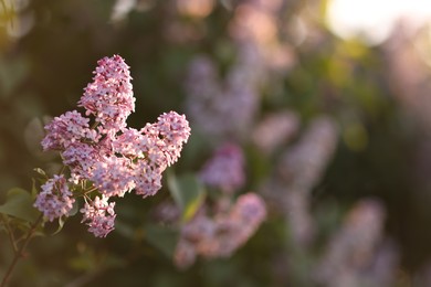 Photo of Lilac plant with beautiful flowers growing outdoors, selective focus. Space for text