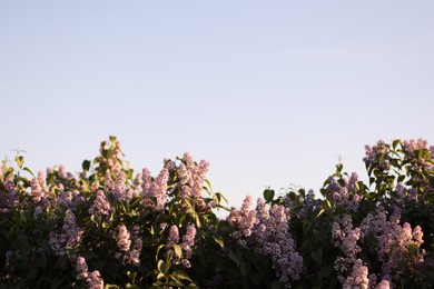 Photo of Lilac plant with beautiful flowers and green leaves growing outdoors. Space for text
