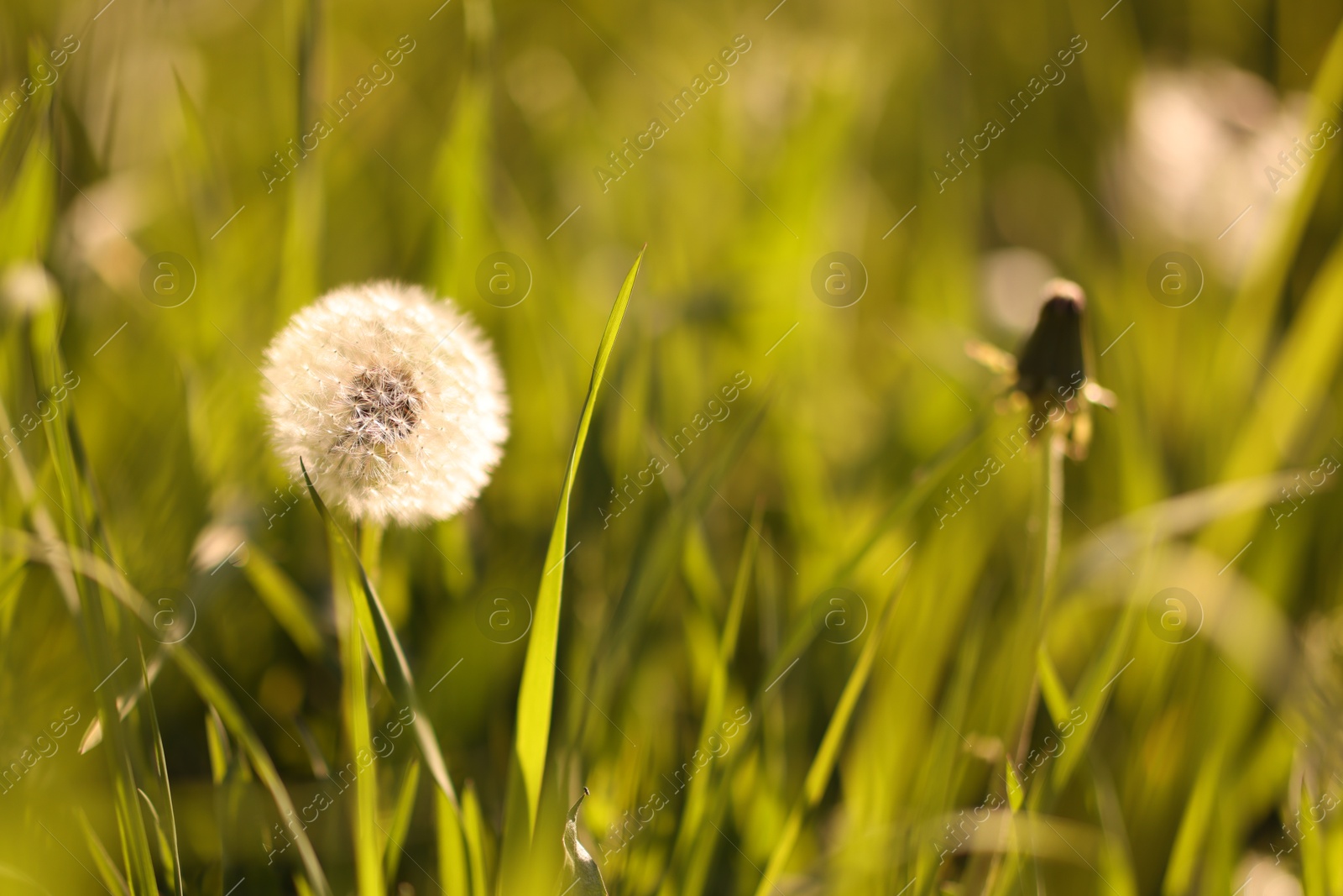 Beautiful dandelion flower among green grass outdoors, closeup Photo of Beautiful dandelion flower among green grass outdoors, closeup
