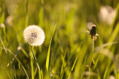Photo of Beautiful dandelion flower among green grass outdoors, closeup