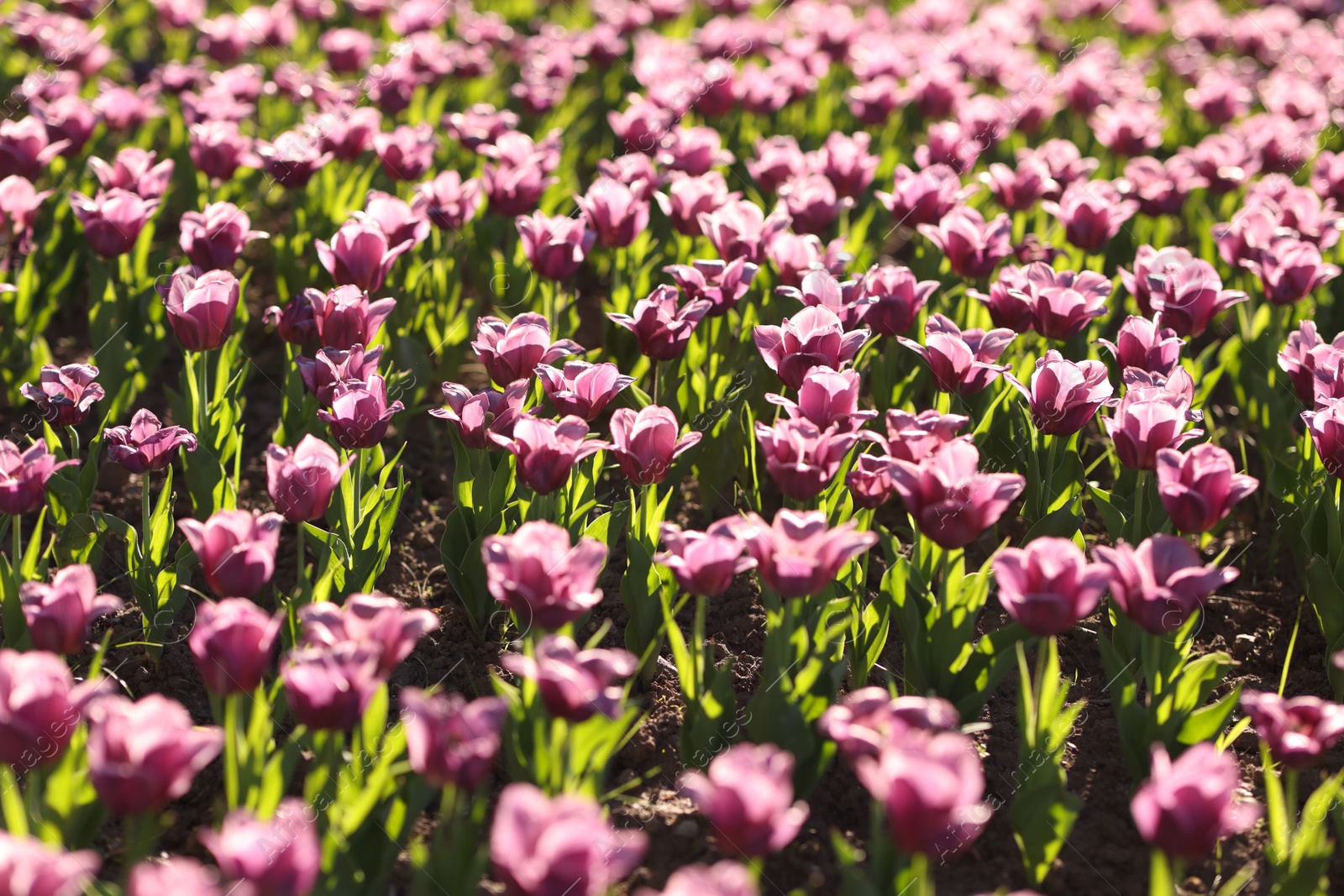 Beautiful flowers among green grass outdoors in morning Photo of Beautiful flowers among green grass outdoors in morning
