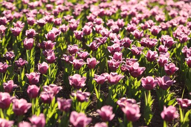 Photo of Beautiful flowers among green grass outdoors in morning