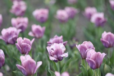 Photo of Many beautiful flowers growing outdoors, selective focus