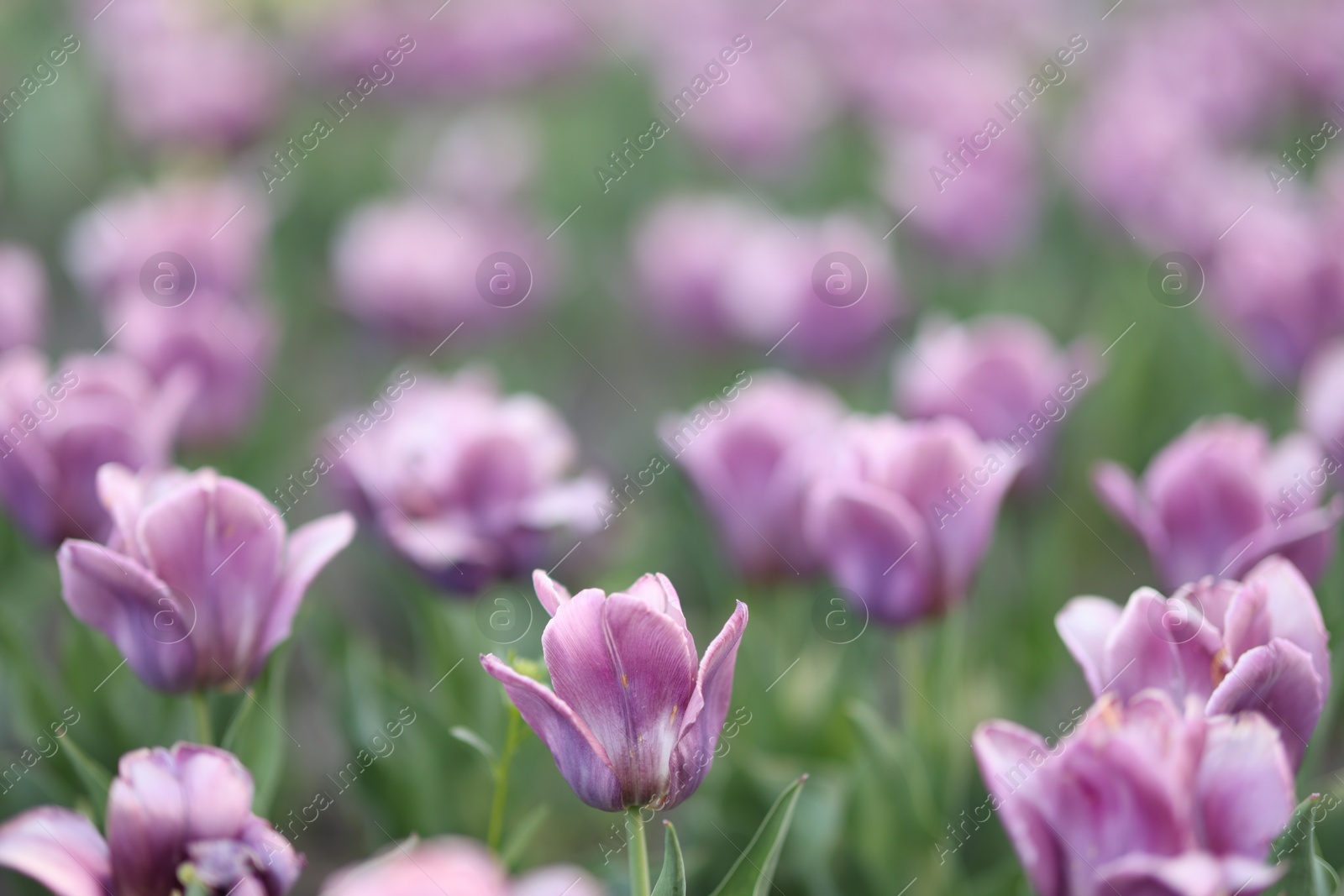 Many beautiful flowers growing outdoors, selective focus Photo of Many beautiful flowers growing outdoors, selective focus
