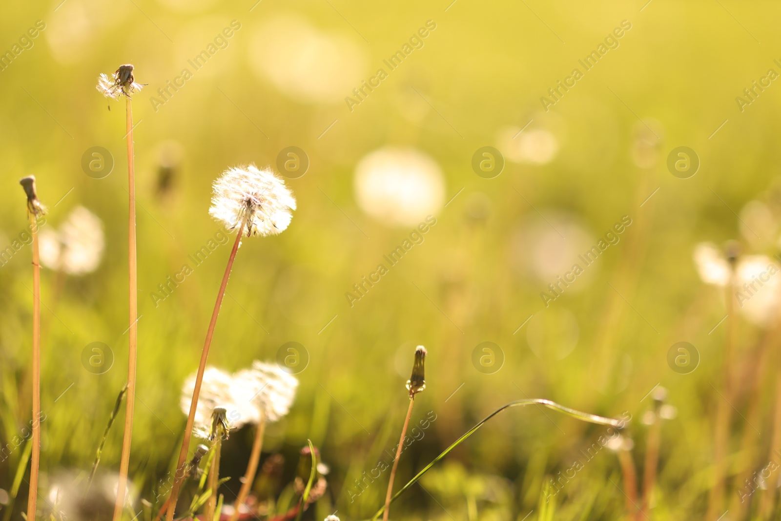 Fluffy dandelions among green grass outdoors in morning Photo of Fluffy dandelions among green grass outdoors in morning