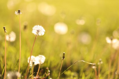 Photo of Fluffy dandelions among green grass outdoors in morning