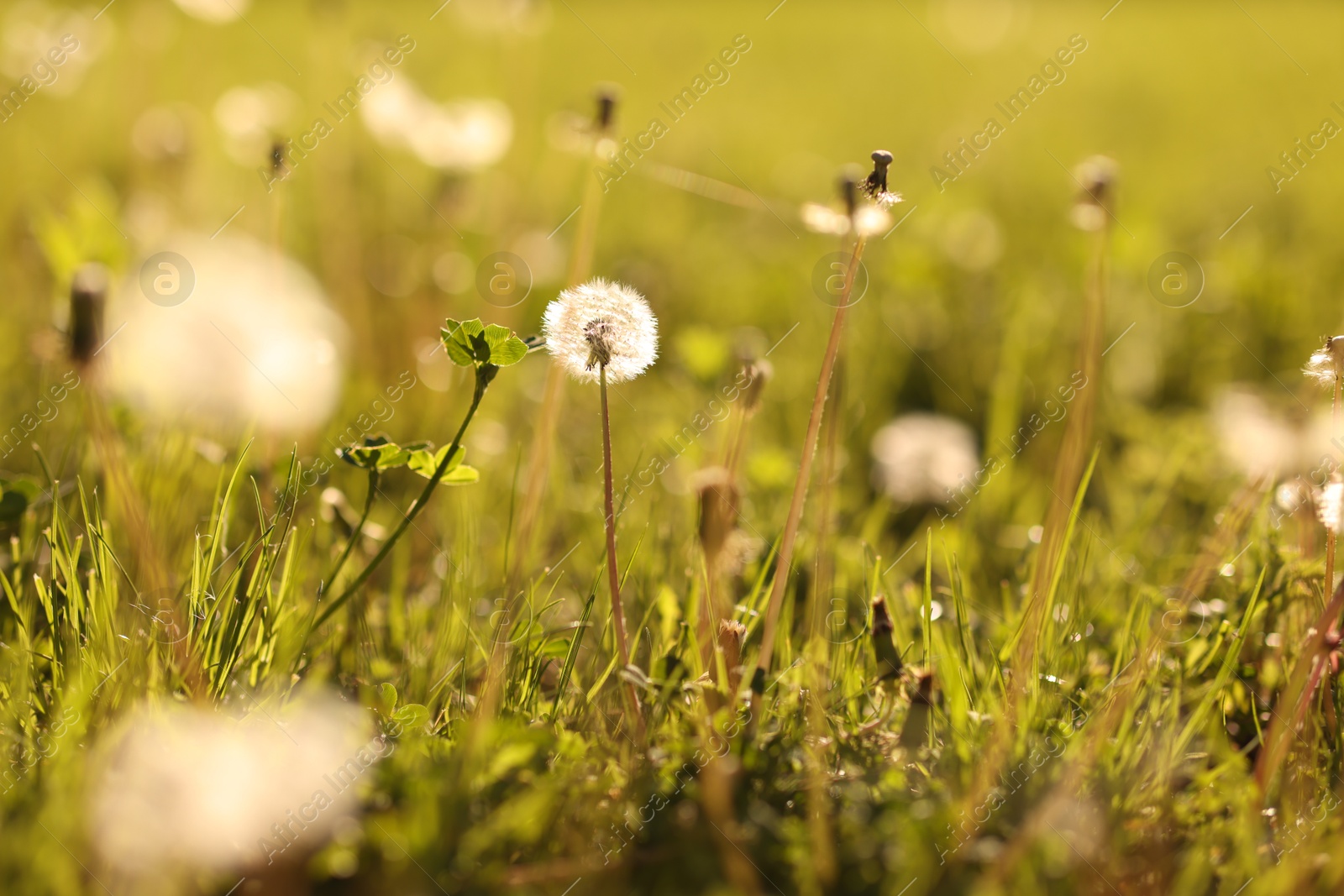 Fluffy dandelions among green grass outdoors in morning Photo of Fluffy dandelions among green grass outdoors in morning