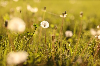 Photo of Fluffy dandelions among green grass outdoors in morning