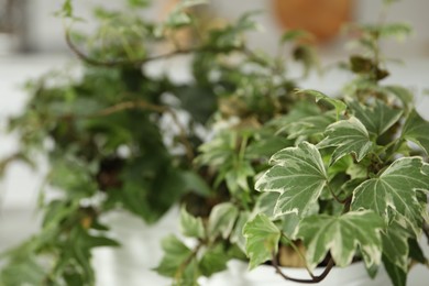 Photo of Beautiful potted houseplants with green leaves indoors, closeup