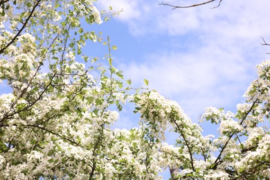 Photo of Beautiful tree with white flowers under blue sky, low angle view