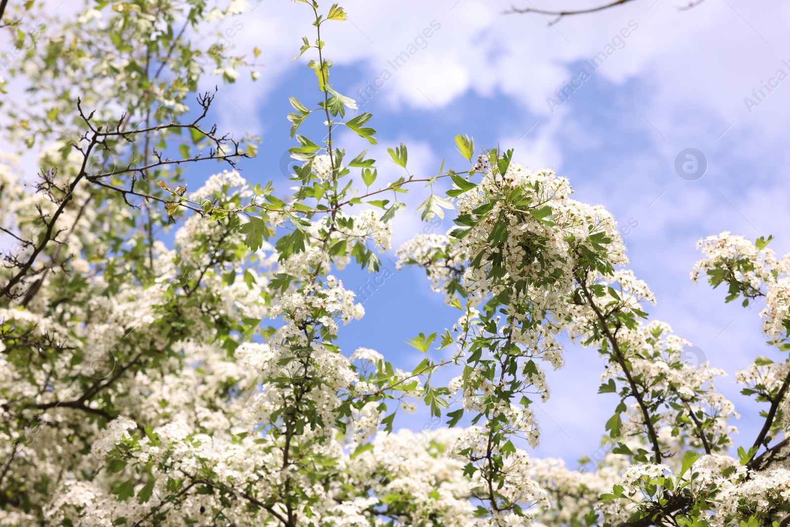 Beautiful tree with white flowers under blue sky, low angle view Photo of Beautiful tree with white flowers under blue sky, low angle view