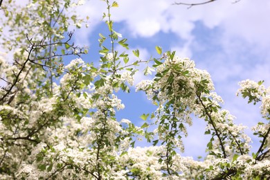 Photo of Beautiful tree with white flowers under blue sky, low angle view