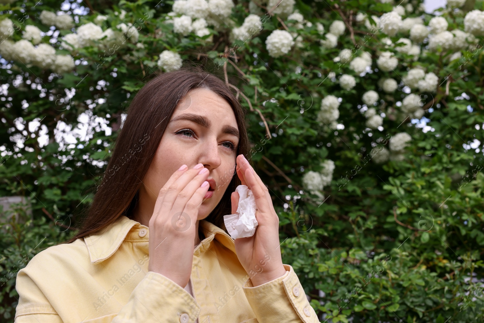 Woman with paper tissue suffering from seasonal pollen allergy near blossoming shrub on spring day, space for text Photo of Woman with paper tissue suffering from seasonal pollen allergy near blossoming shrub on spring day, space for text