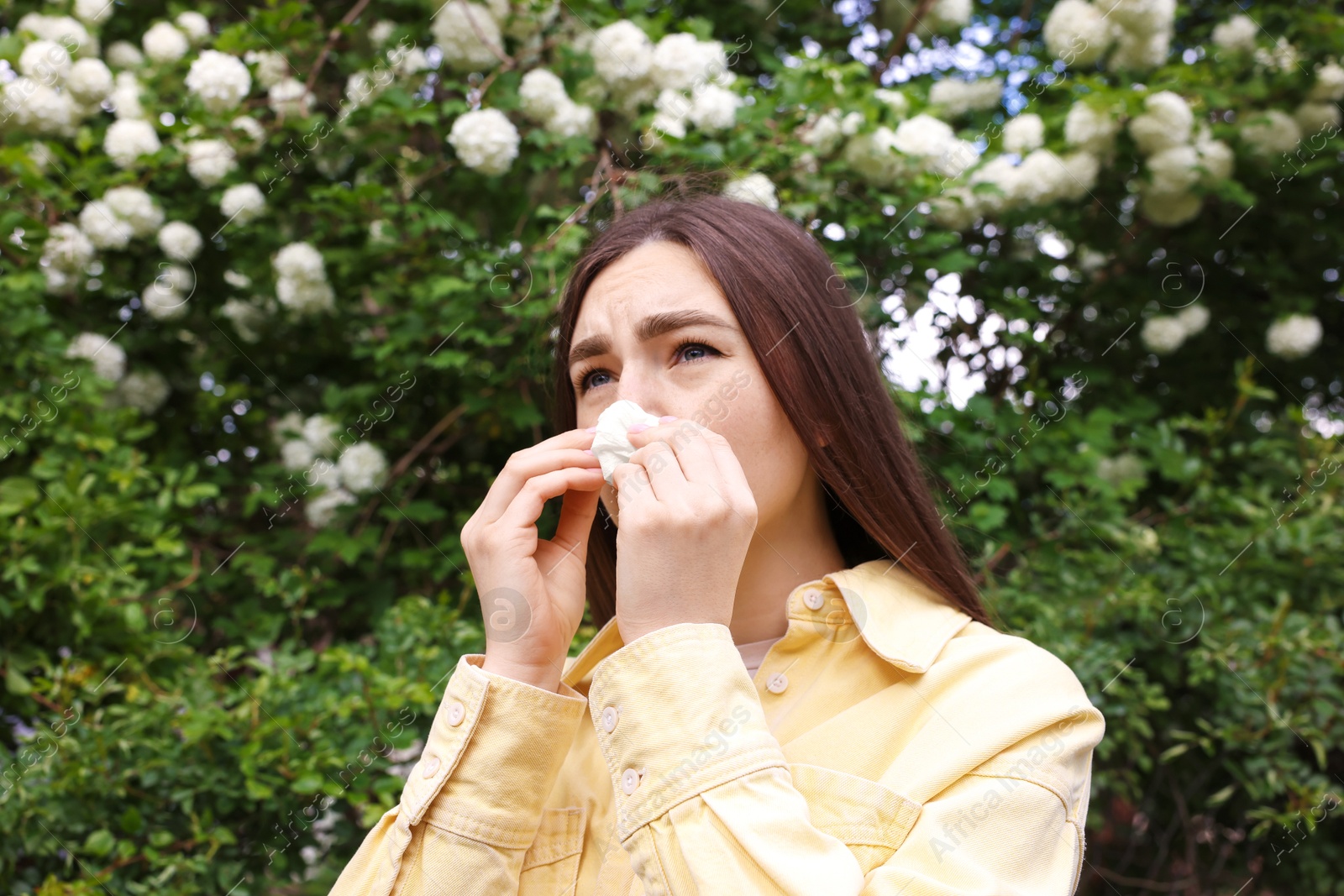 Woman with paper tissue suffering from seasonal pollen allergy near blossoming shrub on spring day Photo of Woman with paper tissue suffering from seasonal pollen allergy near blossoming shrub on spring day