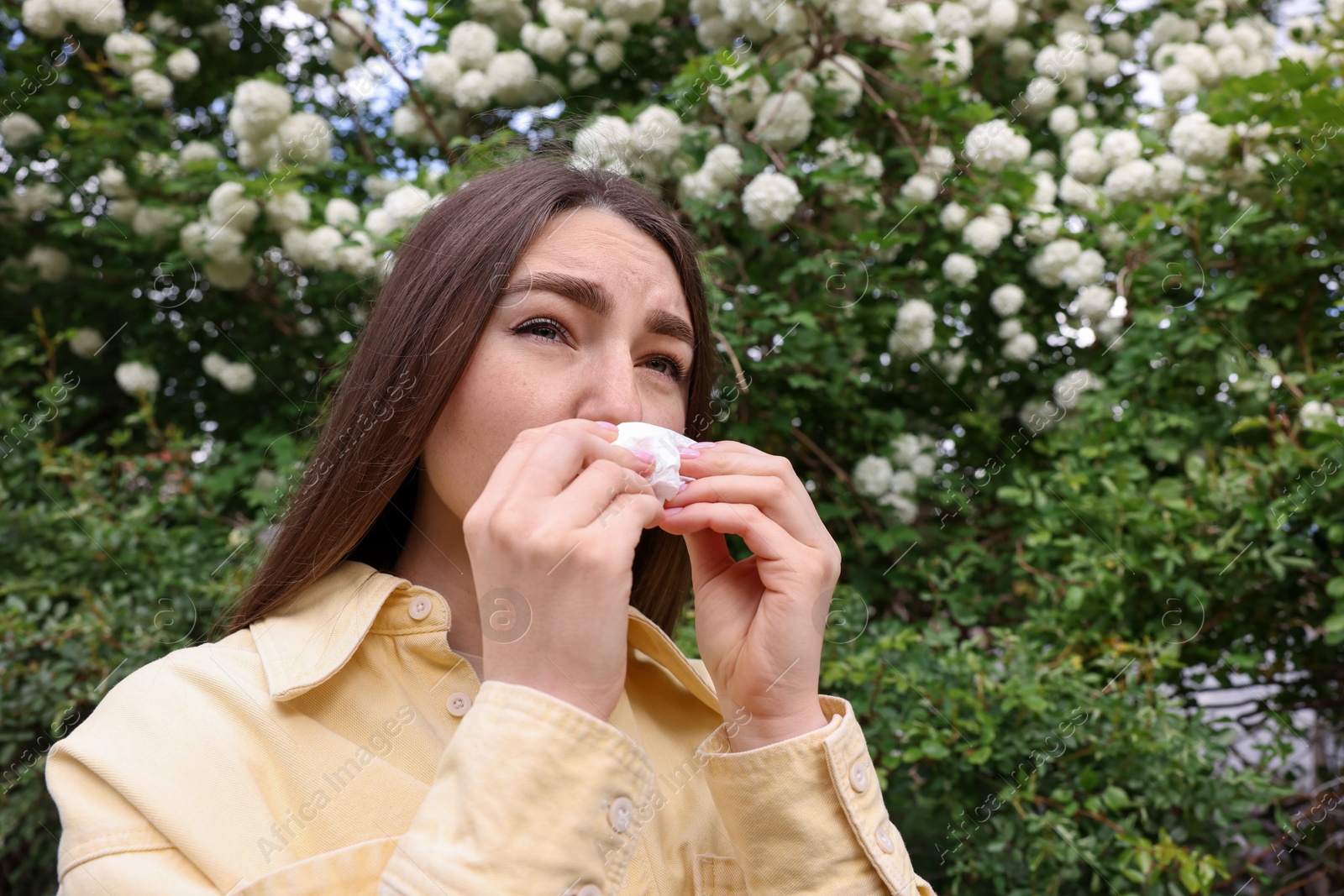 Woman with paper tissue suffering from seasonal pollen allergy near blossoming shrub on spring day, space for text Photo of Woman with paper tissue suffering from seasonal pollen allergy near blossoming shrub on spring day, space for text