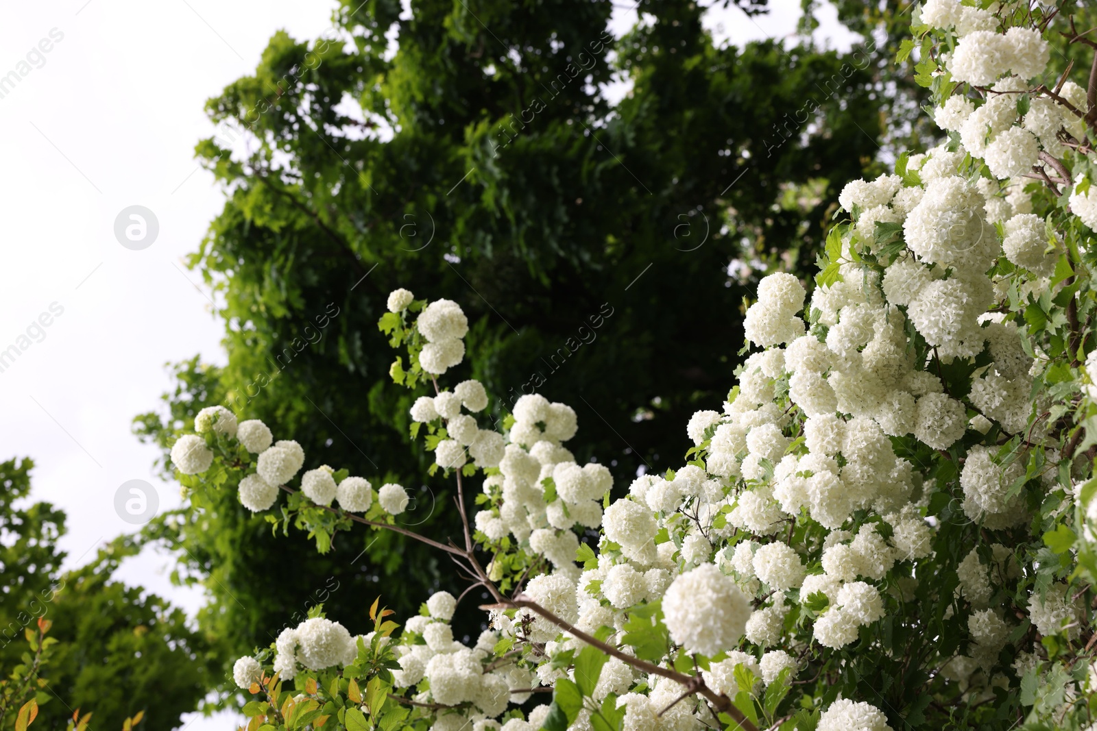 Beautiful Viburnum plicatum plant with white flowers growing outdoors Photo of Beautiful Viburnum plicatum plant with white flowers growing outdoors