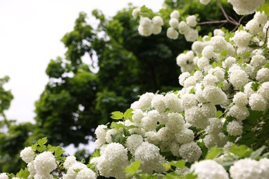 Photo of Beautiful Viburnum plicatum plant with white flowers growing outdoors, space for text