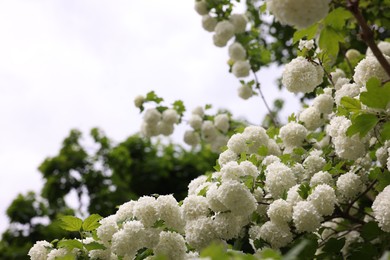 Photo of Beautiful Viburnum plicatum plant with white flowers growing outdoors, space for text