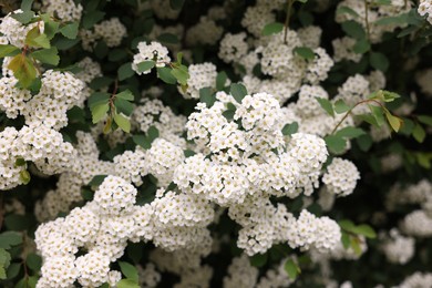 Photo of Beautiful spiraea shrub with white flowers outdoors, closeup