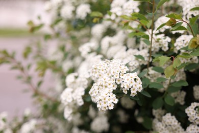 Photo of Beautiful spiraea shrub with white flowers outdoors, closeup. Space for text