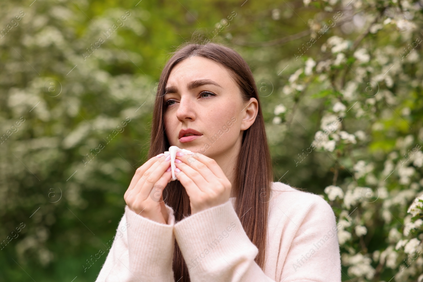 Woman with paper tissue suffering from seasonal pollen allergy near blossoming shrub on spring day Photo of Woman with paper tissue suffering from seasonal pollen allergy near blossoming shrub on spring day