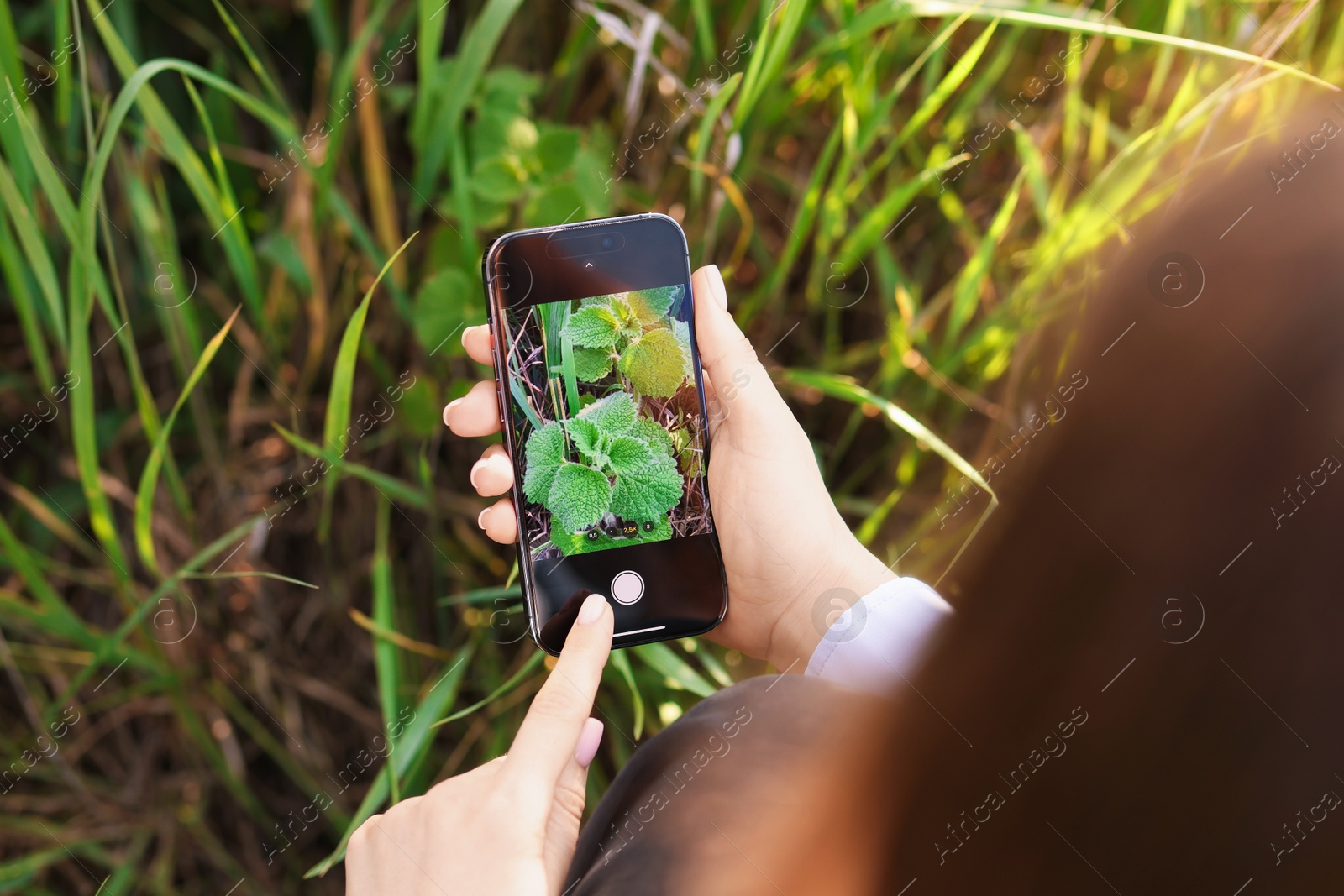 Woman using plant recognition application on smartphone outdoors, closeup Photo of Woman using plant recognition application on smartphone outdoors, closeup