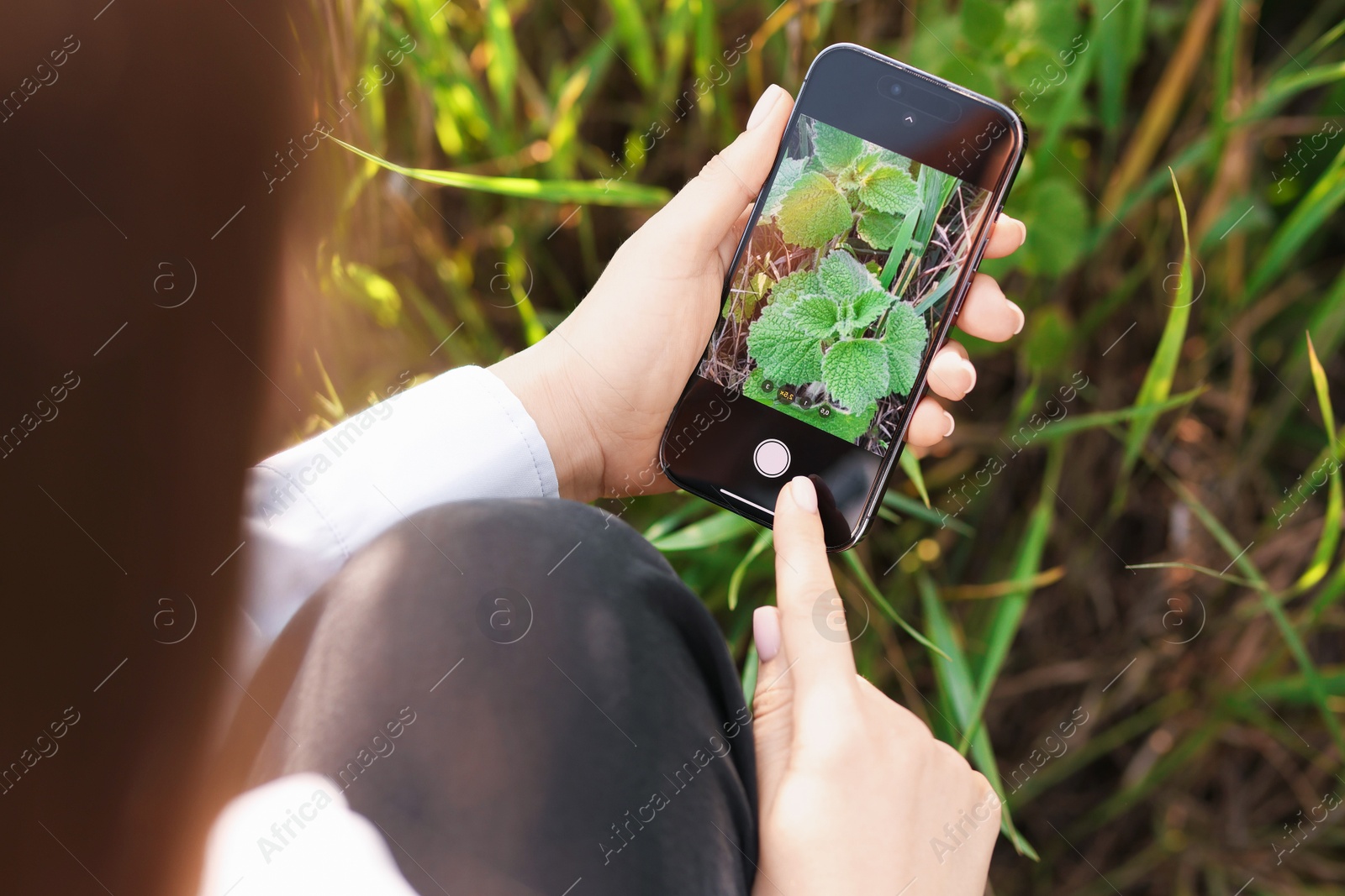 Woman using plant recognition application on smartphone outdoors, closeup Photo of Woman using plant recognition application on smartphone outdoors, closeup