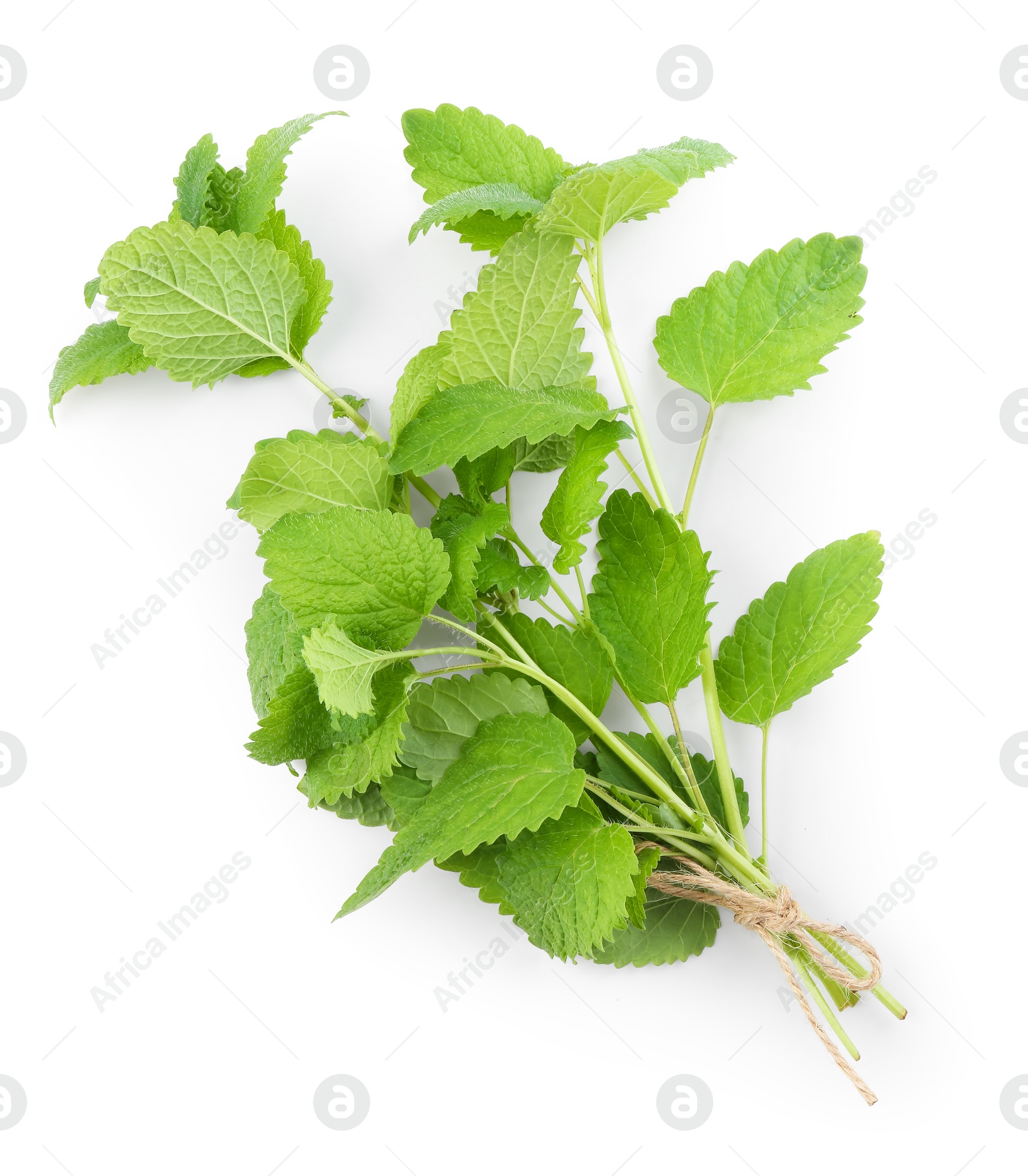Fresh green lemon balm leaves isolated on white, top view Photo of Fresh green lemon balm leaves isolated on white, top view