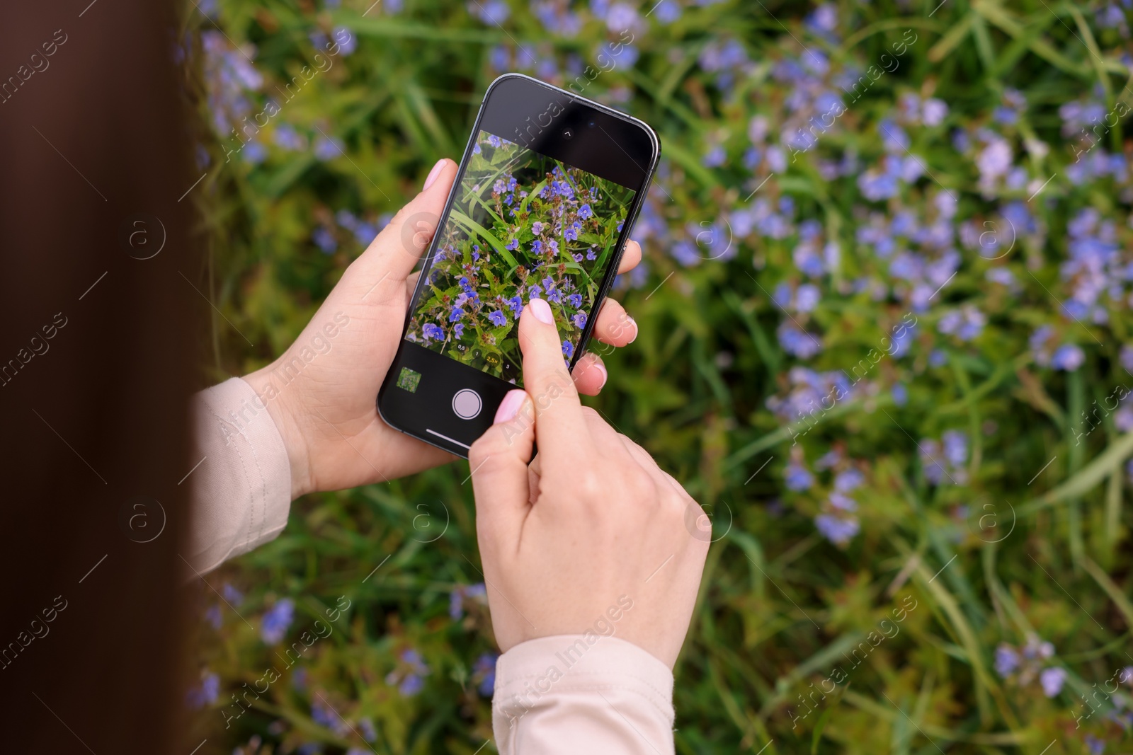 Woman using plant recognition application on smartphone outdoors, closeup. Space for text Photo of Woman using plant recognition application on smartphone outdoors, closeup. Space for text