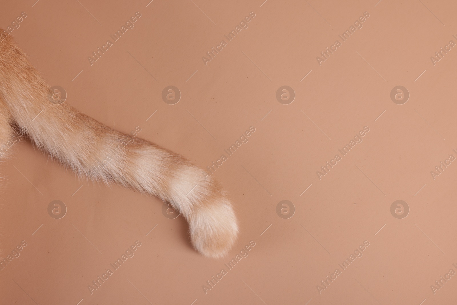 Cat with tabby tail on beige background, closeup. Space for text Photo of Cat with tabby tail on beige background, closeup. Space for text