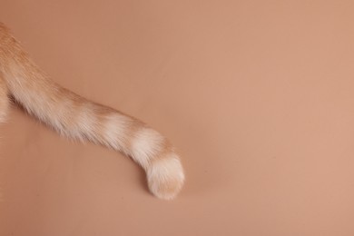 Photo of Cat with tabby tail on beige background, closeup. Space for text