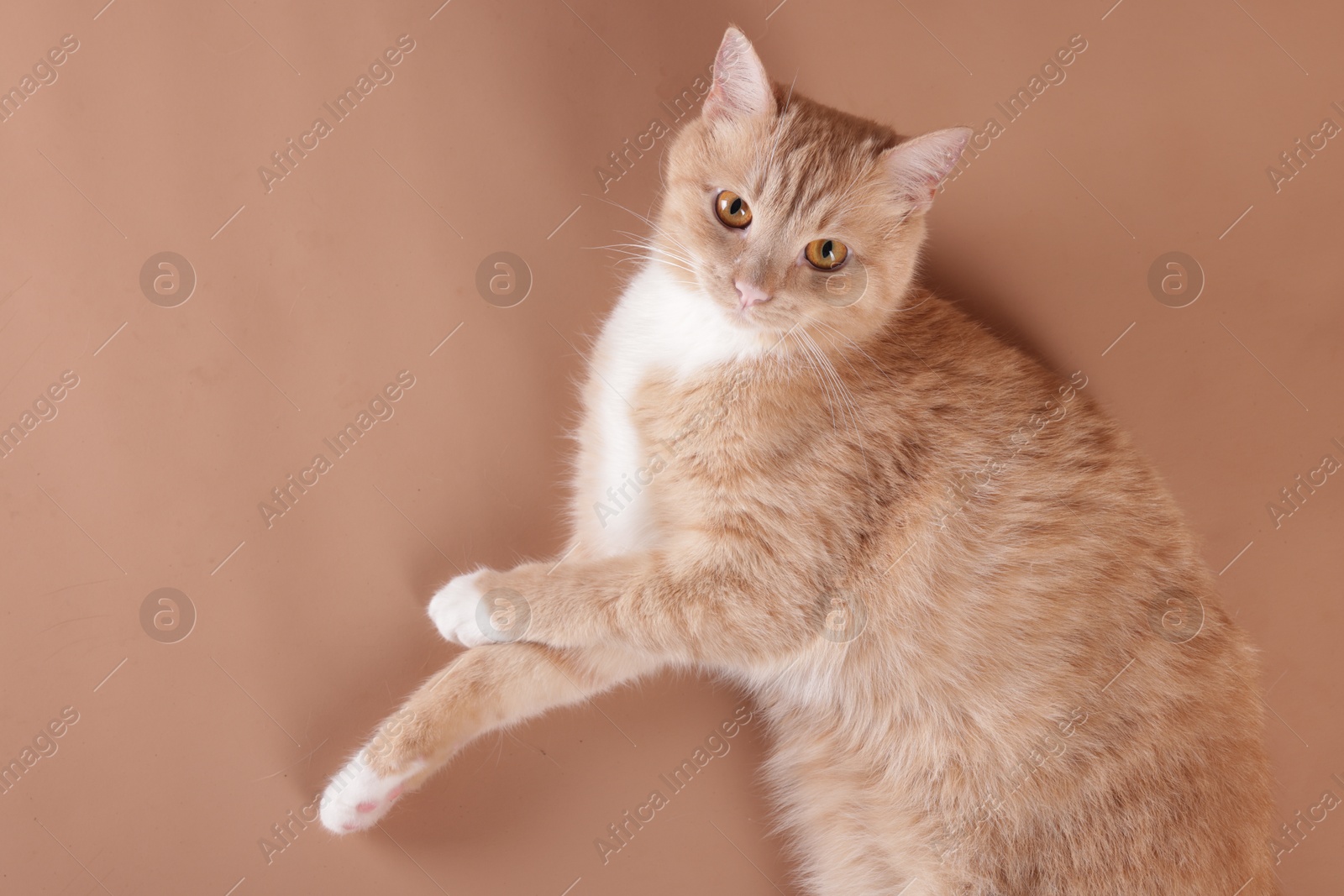 Adorable cat on beige background, top view Photo of Adorable cat on beige background, top view