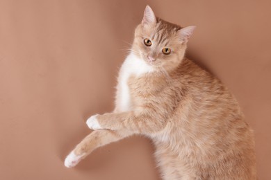 Photo of Adorable cat on beige background, top view