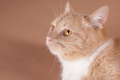 Photo of Portrait of adorable cat on beige background, closeup. Space for text