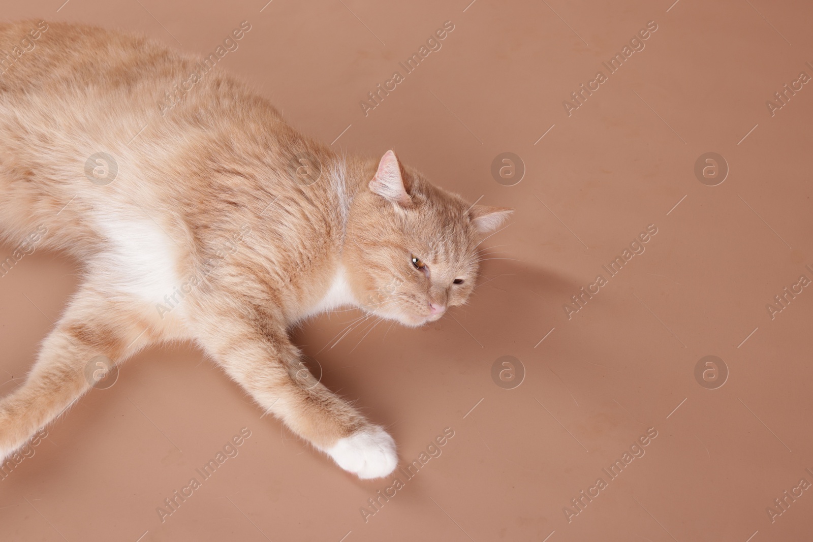 Adorable cat on beige background. Space for text Photo of Adorable cat on beige background. Space for text