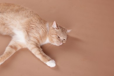 Photo of Adorable cat on beige background. Space for text