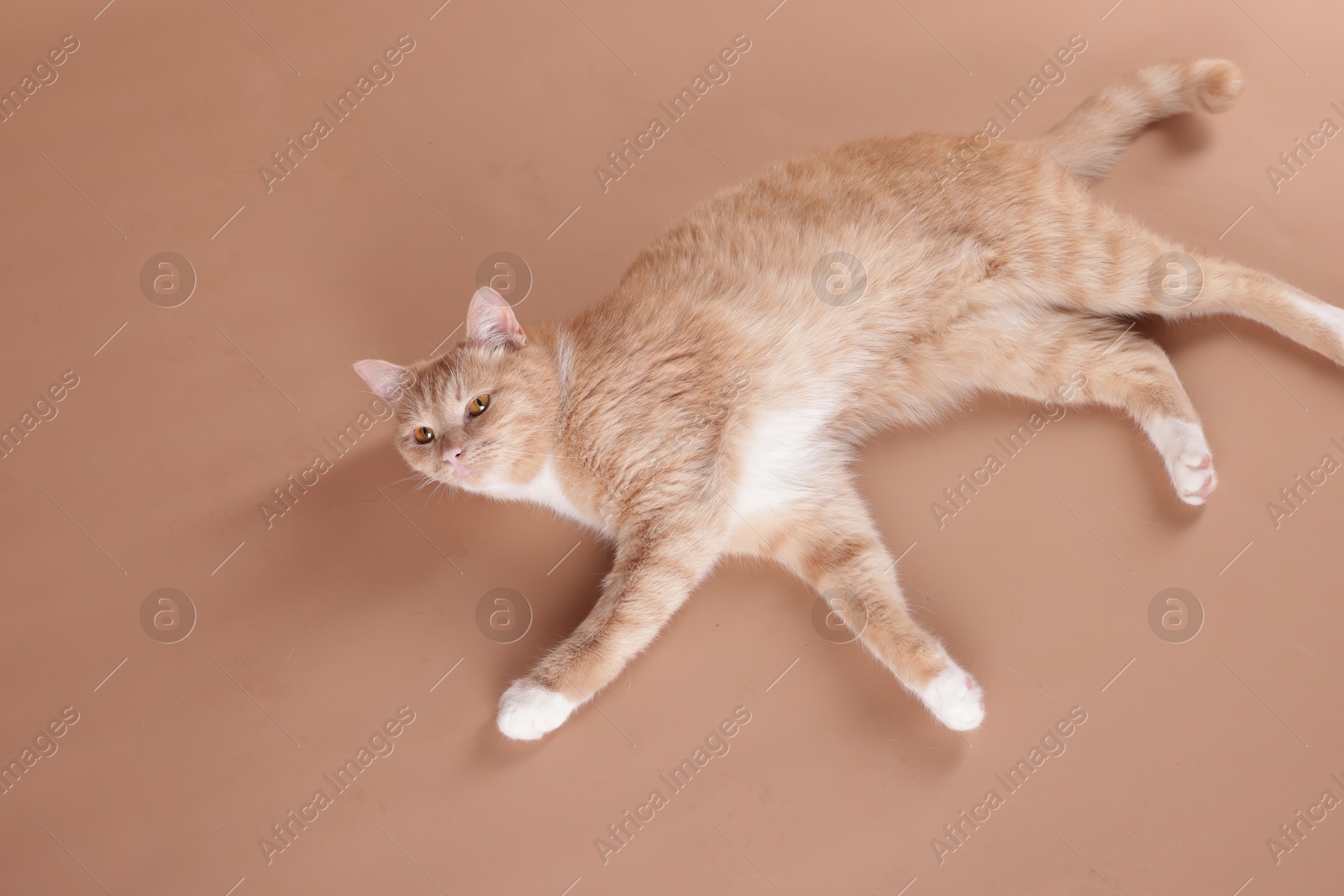 Adorable ginger cat lying on beige background Photo of Adorable ginger cat lying on beige background