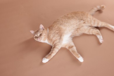 Photo of Adorable ginger cat lying on beige background