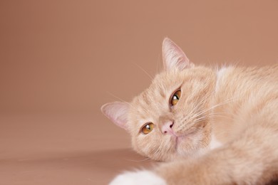 Photo of Adorable cat on beige background, closeup. Space for text