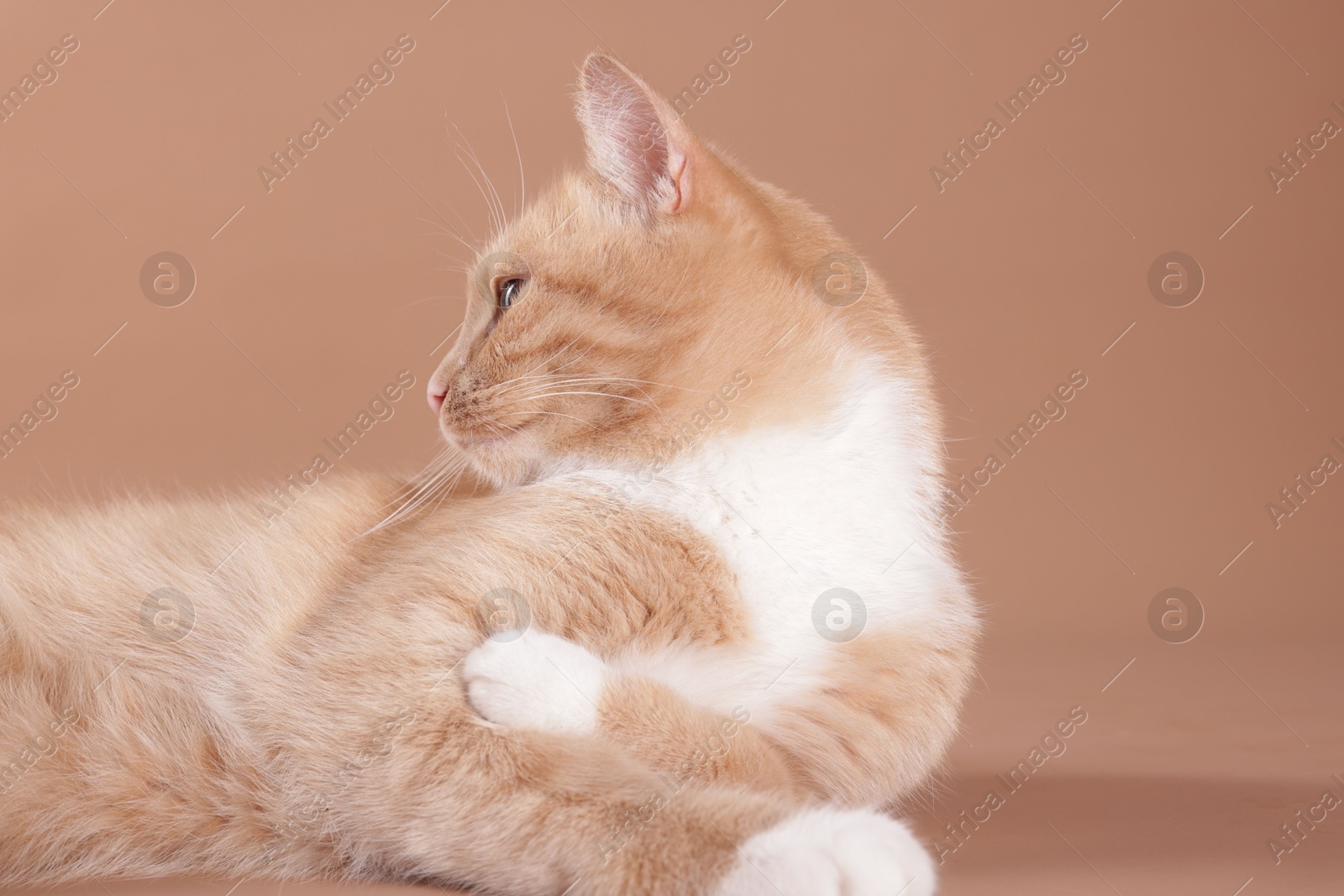 Adorable cat on beige background, closeup. Cute animal Photo of Adorable cat on beige background, closeup. Cute animal