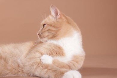 Photo of Adorable cat on beige background, closeup. Cute animal