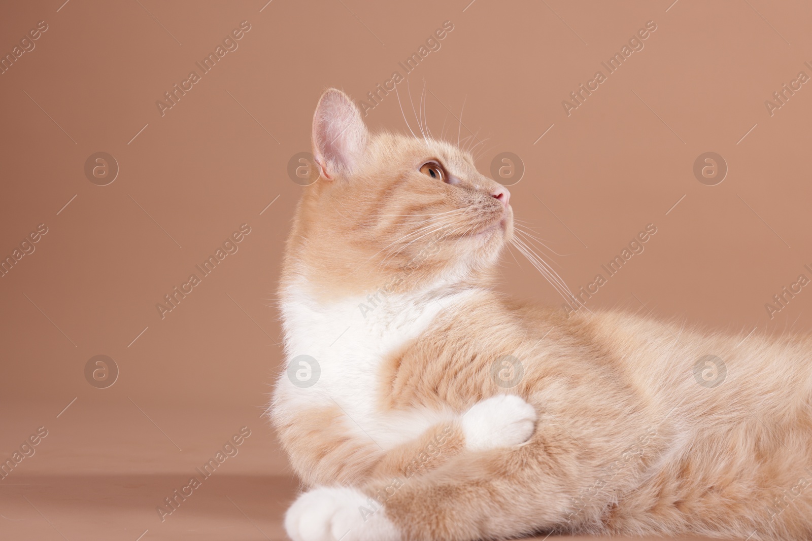 Adorable cat on beige background, closeup. Cute animal Photo of Adorable cat on beige background, closeup. Cute animal