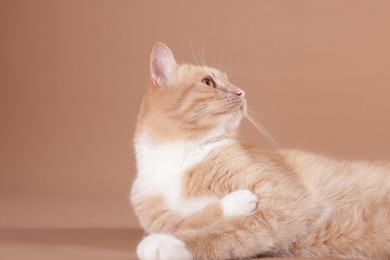 Photo of Adorable cat on beige background, closeup. Cute animal