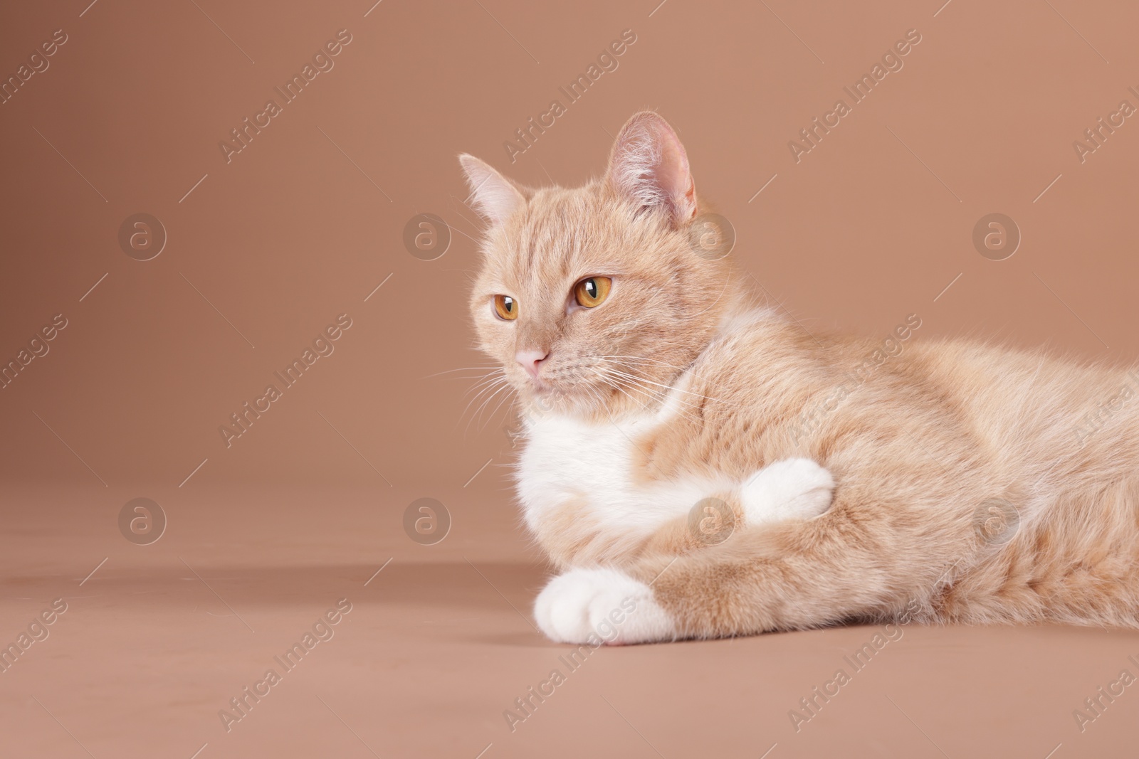 Adorable cat on beige background, space for text Photo of Adorable cat on beige background, space for text