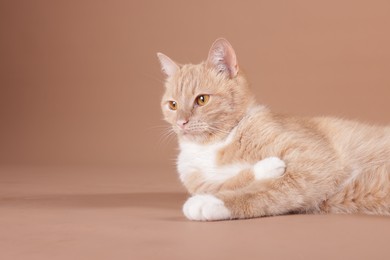 Photo of Adorable cat on beige background, space for text